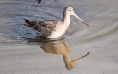 Biodiversity Competition winners – Science Week