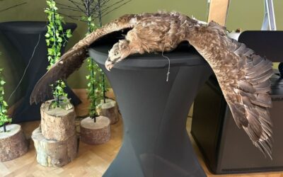 Ecology and Biodiversity in Fota